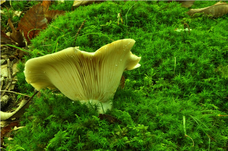 Carrellata settembrina